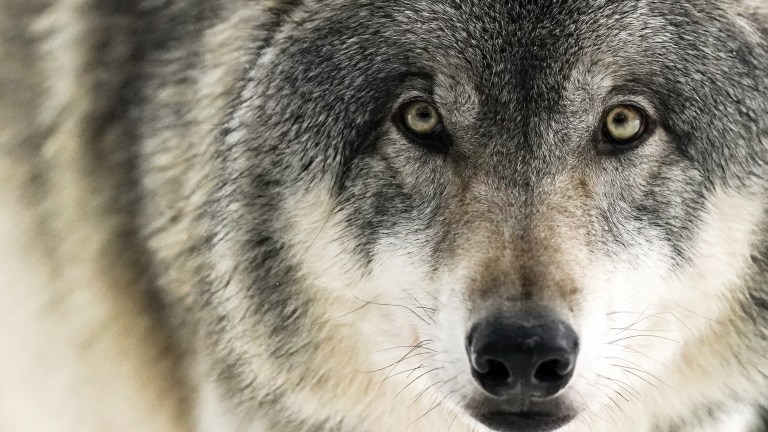 Gray wolf saved by Colossal Foundation