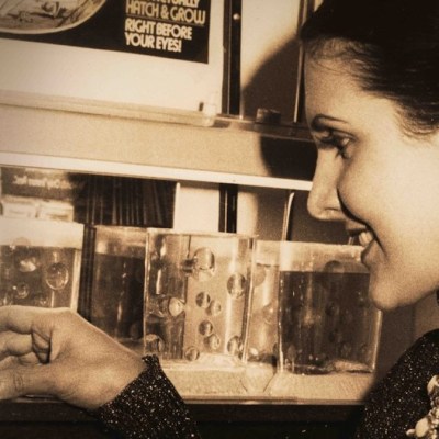 Amazing Live Sea Monkeys