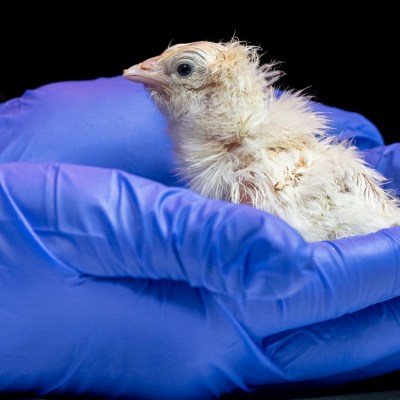 Colossal artificial egg chicken