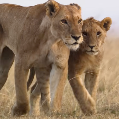 Two lions trot around the African savanna in National Geographic docuseries Lion.