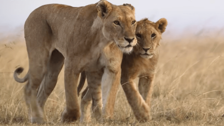 Two lions trot around the African savanna in National Geographic docuseries Lion.