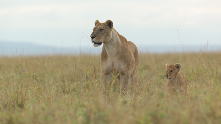 Summer and Kio move cautiously through the grassland, alert to their surroundings. (National Geographic/Rolf Steinmann)