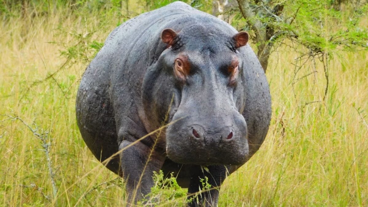 15 Real Life Animals Scarier Than Any Movie Monsters
