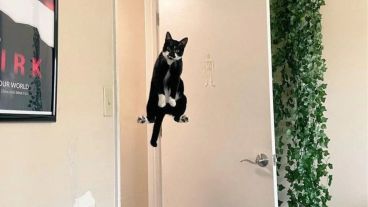 15 Photos of Cats Where Gravity Doesn’t Seem Quite Right
