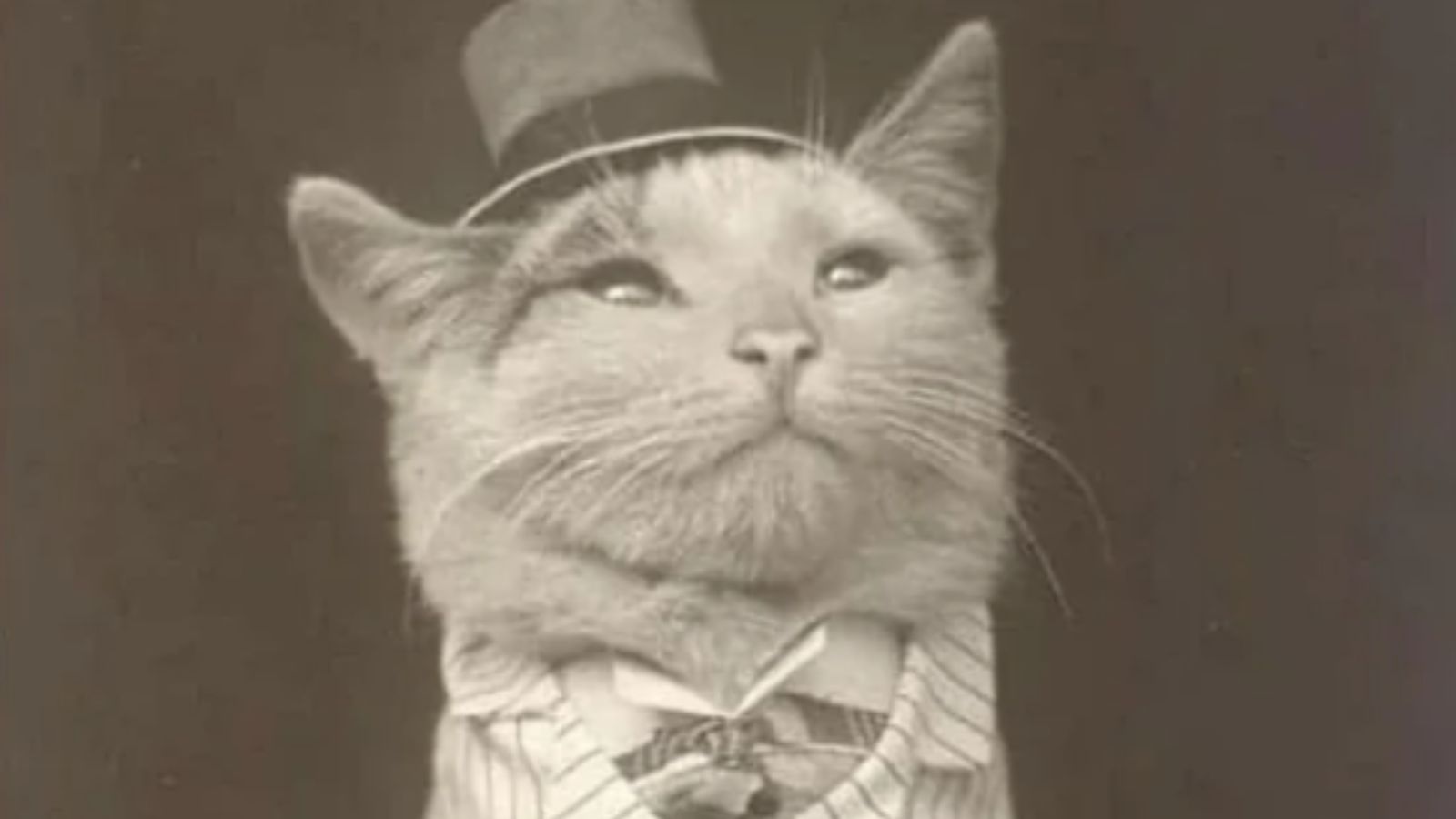 15 Photos Showing That People Have Always Loved Making Their Pets Look Ridiculous